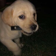 JUULdog