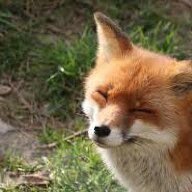 FoxNoa