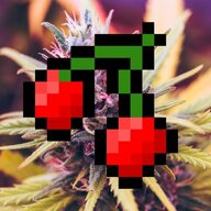 yungplague
