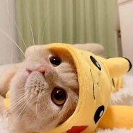 TappY