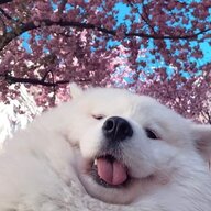 Dymi