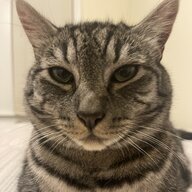 catting