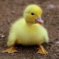 DuckBro