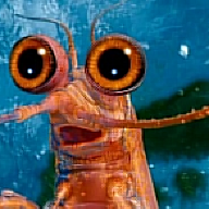 Will the Krill