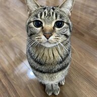 Diego