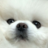 Doge