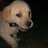 JUULdog