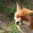 FoxNoa
