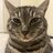 catting