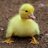 DuckBro
